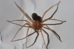 recluse_spiders_brown_spiders_genus_Loxosceles