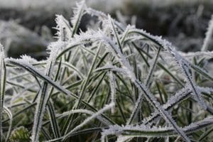 protecting your lawn from frost damage &bull; Problem Solved Pest Control