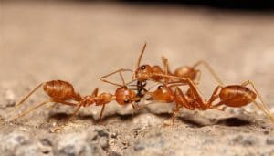 ants &bull; Problem Solved Pest Control