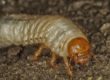 grub control company picture of grub on dirt