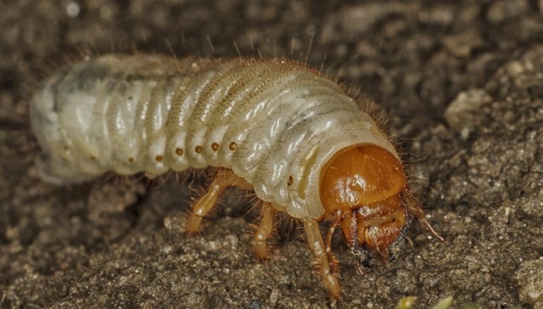 grub control company picture of grub on dirt