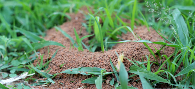 Ants nest with the nature ants nest in yard in Punta Gorda Florida