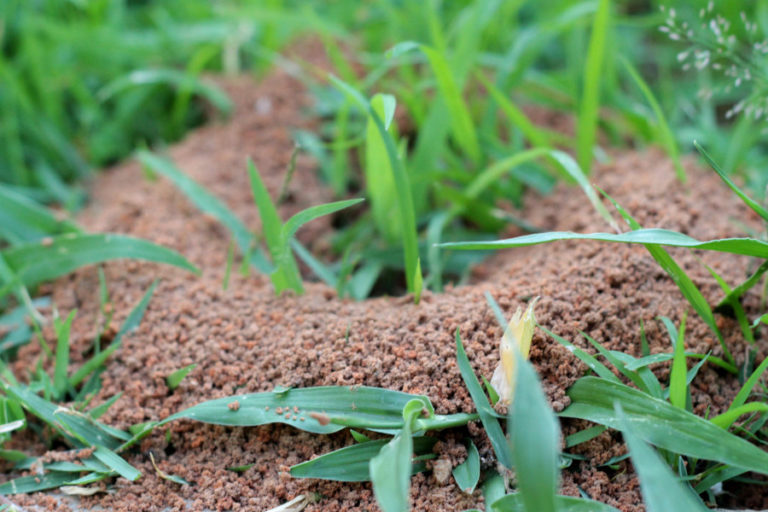 ants nest in yard in Punta Gorda Florida