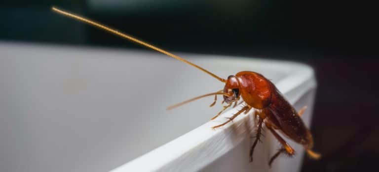 Keep Cockroaches Out