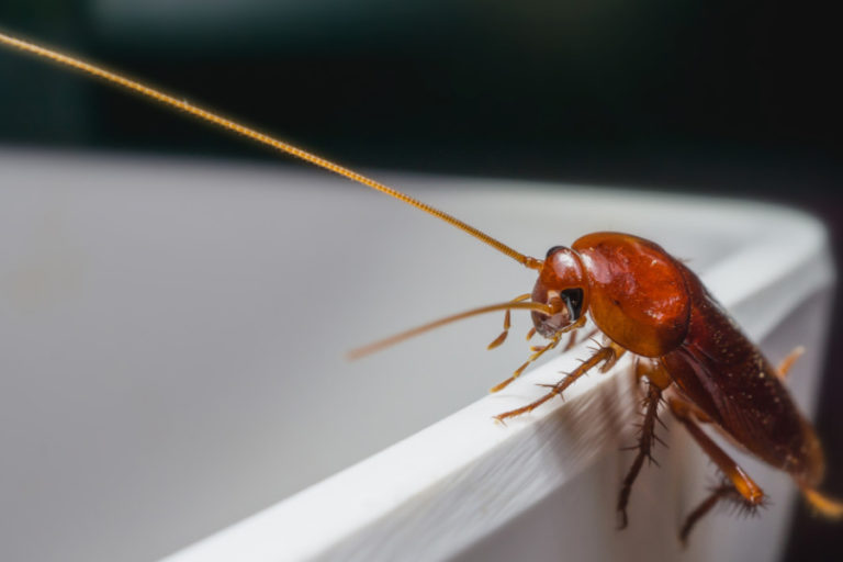 Keep Cockroaches Out