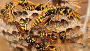 wasps &bull; Problem Solved Pest Control