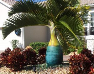 Blue Palm Tree &bull; Problem Solved Pest Control