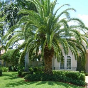 CanaryIslandDatePalm &bull; Problem Solved Pest Control