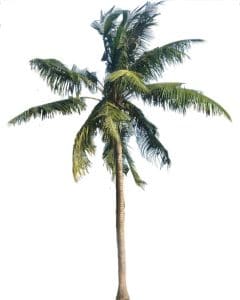Coconut Palm &bull; Problem Solved Pest Control