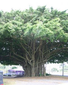 Ficus Family Tree &bull; Problem Solved Pest Control