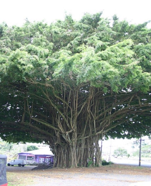 Ficus family tree problem solved pest control