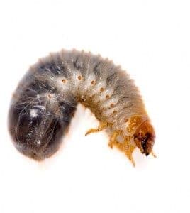 Grub &bull; Problem Solved Pest Control