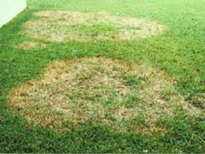 St. Augustine Grass Fungus