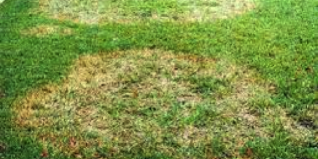 St Augustine Grass Fungus Problem Solved Pest Control