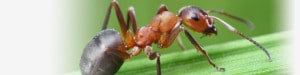 florida ant control banner &bull; Problem Solved Pest Control