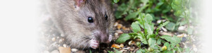 rodent control florida banner &bull; Problem Solved Pest Control
