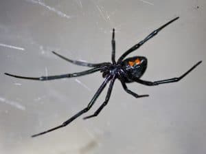 black_widow_spider_Latrodectus