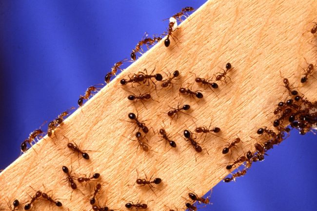 Pest Control Tips Pest Control Tips