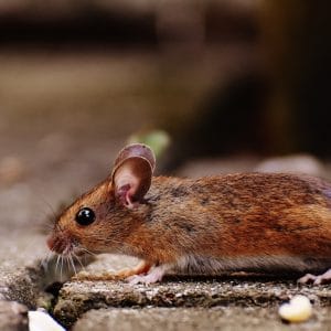 pexels photo 209079 &bull; Problem Solved Pest Control