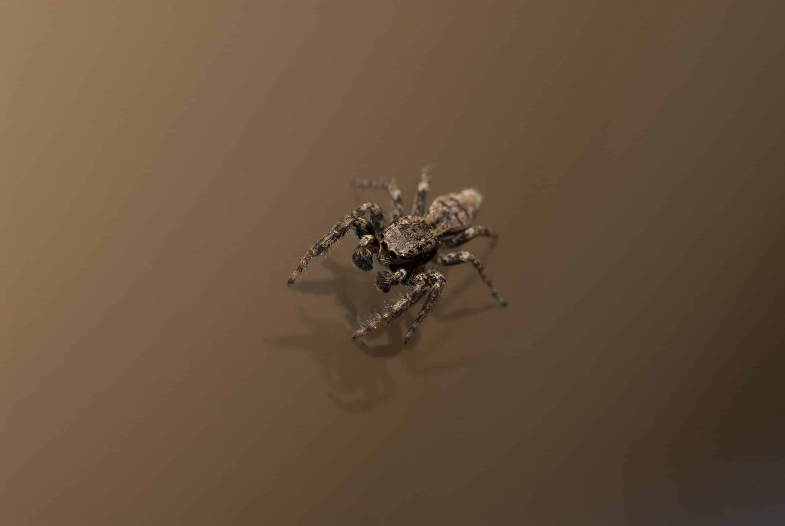 Your Home Owners Guide To Common Florida Spiders