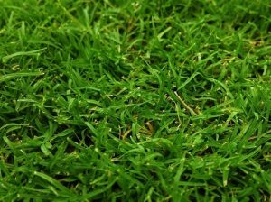 pexels photo 186236 large 1 &bull; Problem Solved Pest Control