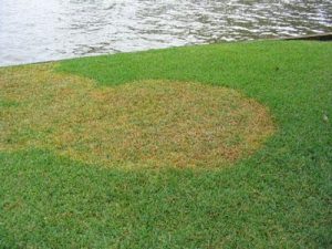 Brown Patch Fungus