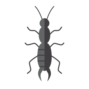 EARWIG &bull; Problem Solved Pest Control