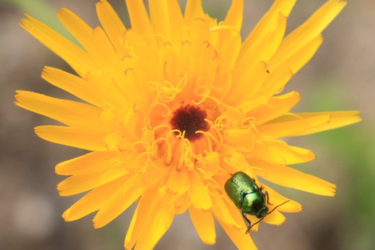 Safely Killing Pests In Your Yard