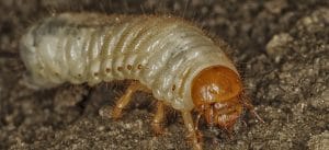 slider 4 &bull; Problem Solved Pest Control