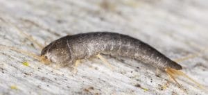 slider 5 &bull; Problem Solved Pest Control