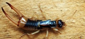 slider 6 &bull; Problem Solved Pest Control