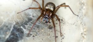 slider 8 &bull; Problem Solved Pest Control