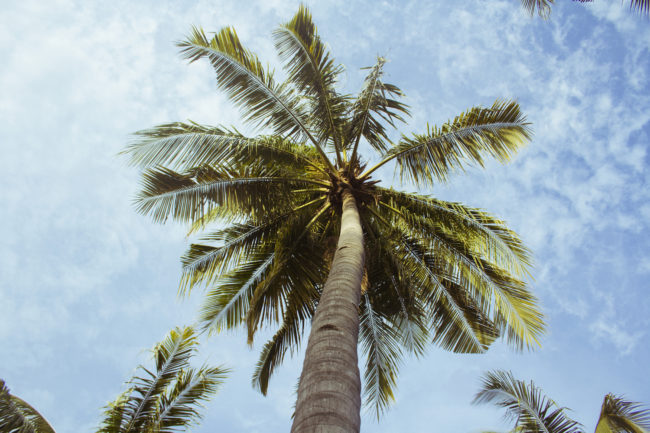 palm tree envy palm tree envy