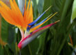 Bird of Paradise