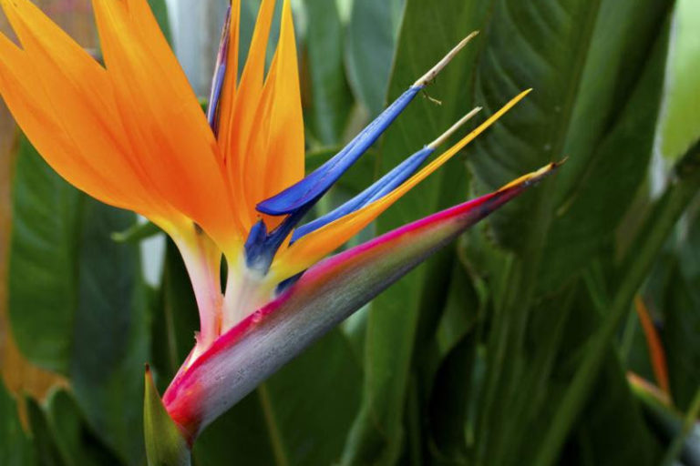 Bird of Paradise