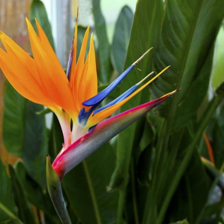 Bird of Paradise