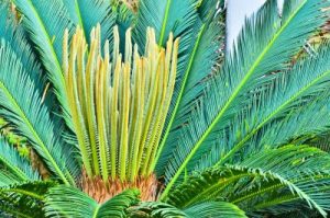 King Queen Sago Palm