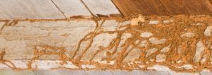 termite header &bull; Problem Solved Pest Control