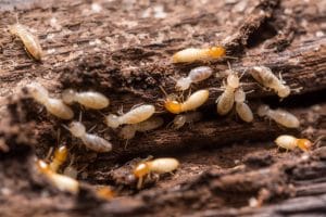 termite slide &bull; Problem Solved Pest Control