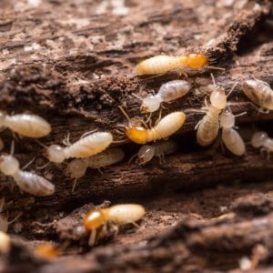 termites &bull; Problem Solved Pest Control