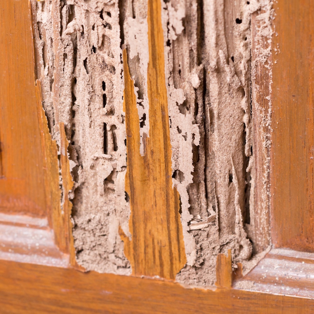termites cabnet • Problem Solved Pest Control