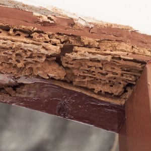 termites frame &bull; Problem Solved Pest Control