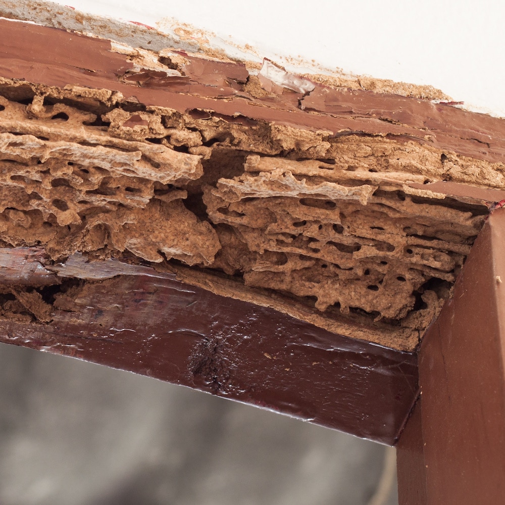 termites frame • Problem Solved Pest Control