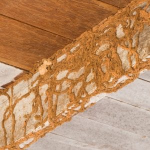 termites wood &bull; Problem Solved Pest Control