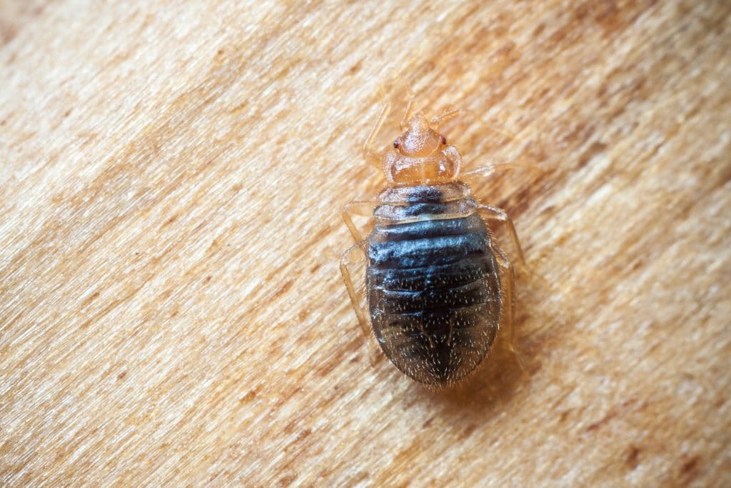 what can i do to get rid of bedbugs &bull; Problem Solved Pest Control
