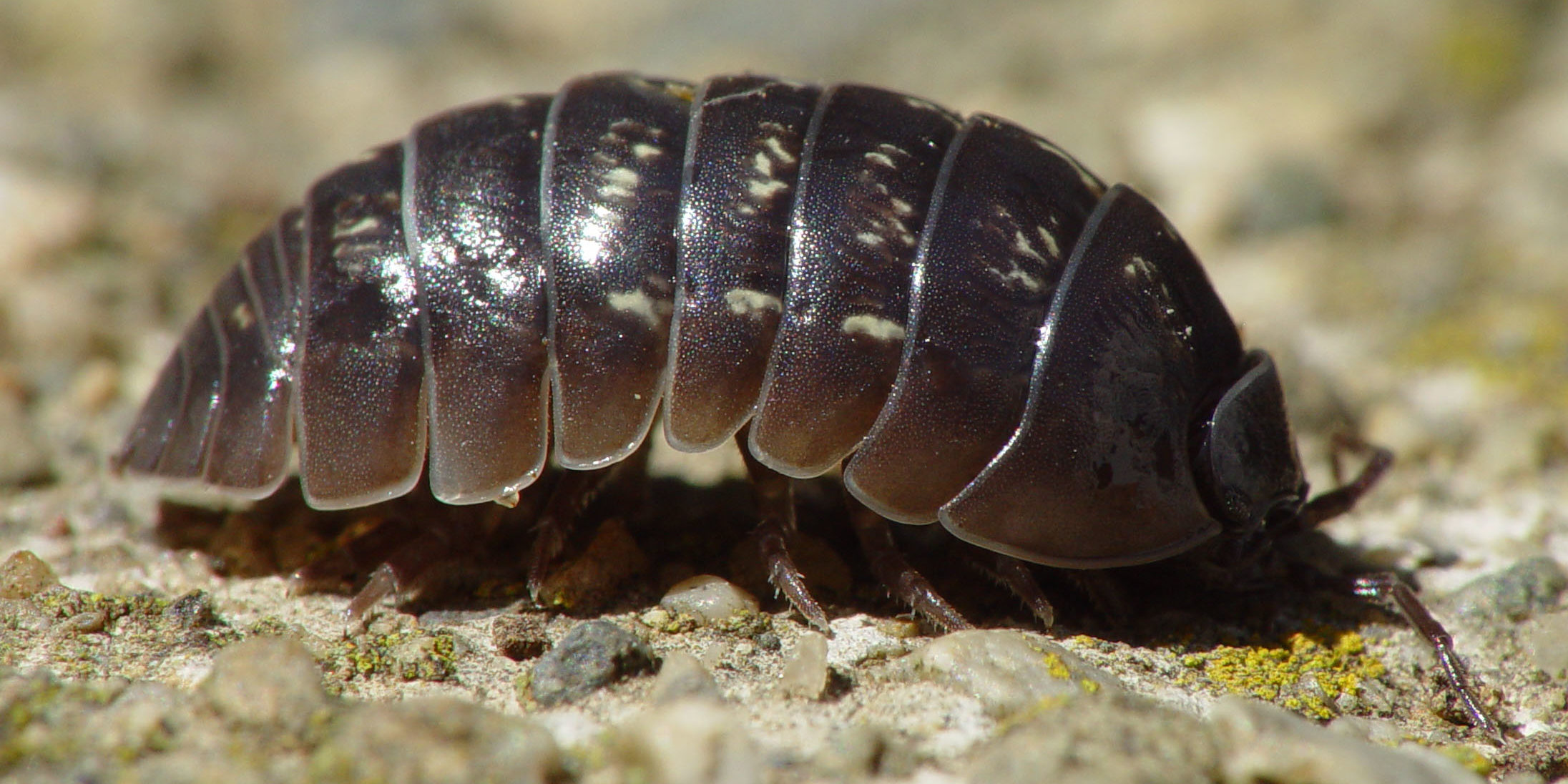 Roly Poly - Pill Bugs - What are they? • Problem Solved Pest Control