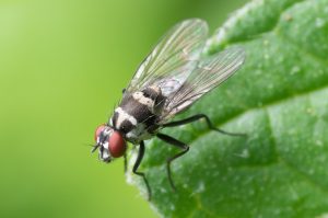 Picture of House Fly on a leaf