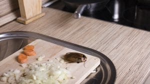 new slide 2018 cockroach &bull; Problem Solved Pest Control