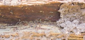 new slide 2018 termites &bull; Problem Solved Pest Control