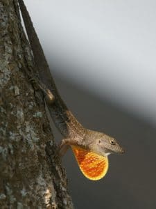 Picture of Florida brown lizard
